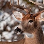 Une protéine tordue met en lumière la maladie débilitante chronique chez les cerfs