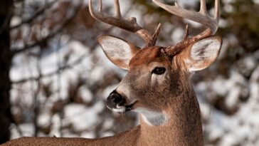 Une protéine tordue met en lumière la maladie débilitante chronique chez les cerfs