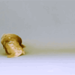 Un pigeon rouleur rouge brunâtre effectue des sauts périlleux en arrière de gauche à droite sur un fond blanc.