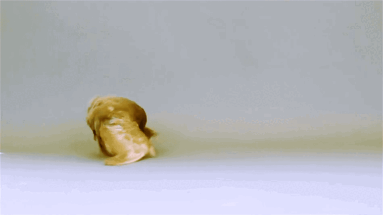 Un pigeon rouleur rouge brunâtre effectue des sauts périlleux en arrière de gauche à droite sur un fond blanc.