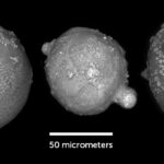 Une photo microscopique en noir et blanc de morceaux de roche collectés en Antarctique (trois illustrés). L'échelle de la photo est de 50 micromètres.
