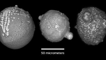 Une photo microscopique en noir et blanc de morceaux de roche collectés en Antarctique (trois illustrés). L'échelle de la photo est de 50 micromètres.