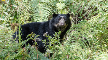 Un ours andin perce les broussailles vertes et regarde droit vers la caméra.