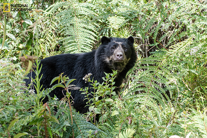 Un ours andin perce les broussailles vertes et regarde droit vers la caméra.