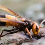 Des frelons géants ont été aperçus pour la première fois en Europe