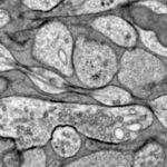 La partie des neurones qui envoie les messages peut être floue et non lisse