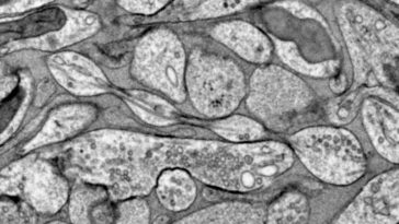 La partie des neurones qui envoie les messages peut être floue et non lisse