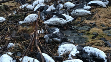Quelques dizaines d’oiseaux marins guillemots noirs et blancs gisent morts échoués sur une plage