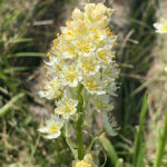 Un groupe en forme de cône de petites fleurs blanches et jaunes est montré de près sur une plante de camus mort