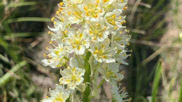 Un groupe en forme de cône de petites fleurs blanches et jaunes est montré de près sur une plante de camus mort