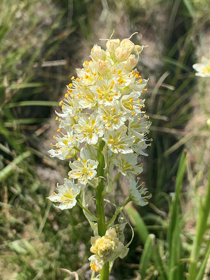Un groupe en forme de cône de petites fleurs blanches et jaunes est montré de près sur une plante de camus mort