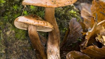 Deux chapeaux de champignon Tricholoma ustale bronzés sont montrés en train de germer hors du sol