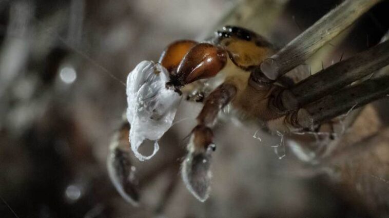 Le stress climatique pourrait nuire aux cadeaux romantiques des araignées mâles