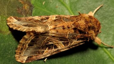 Les cris des plantes assoiffées peuvent inciter certains papillons à pondre ailleurs