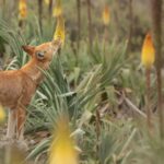 Les loups éthiopiens sont les premiers grands carnivores à boire du nectar