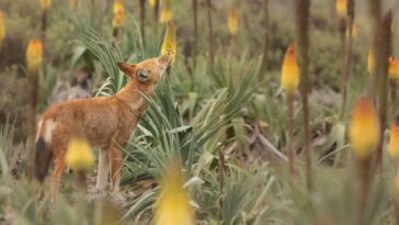 Les loups éthiopiens sont les premiers grands carnivores à boire du nectar