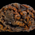 Une photographie d'un cerveau préservé qui est brun foncé et orangé et qui semble dur comme de la pierre