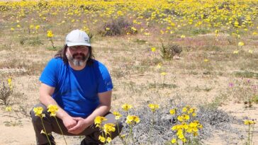 Un homme s'accroupit dans le désert entouré de plantes à fleurs jaunes