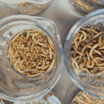 vers dans des bocaux