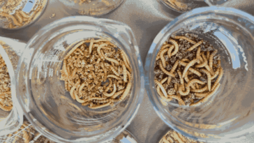 vers dans des bocaux