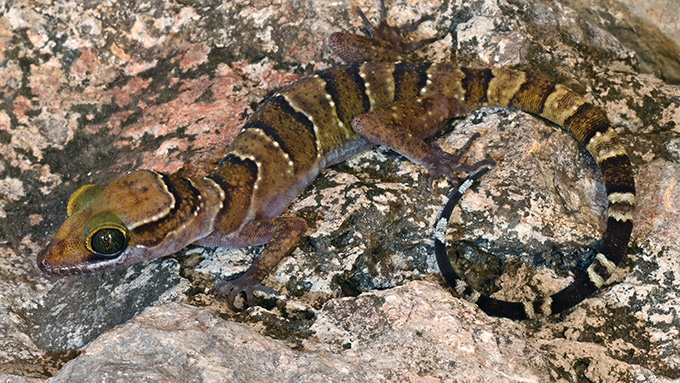 Un gecko du genre Cyrtodactylus