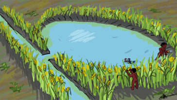 Une illustration d'un étang bleu circulaire connecté à un canal étroit via une petite ouverture. Les plantes de maïs vert sonnent l'étang et tapissent les bords du canal.