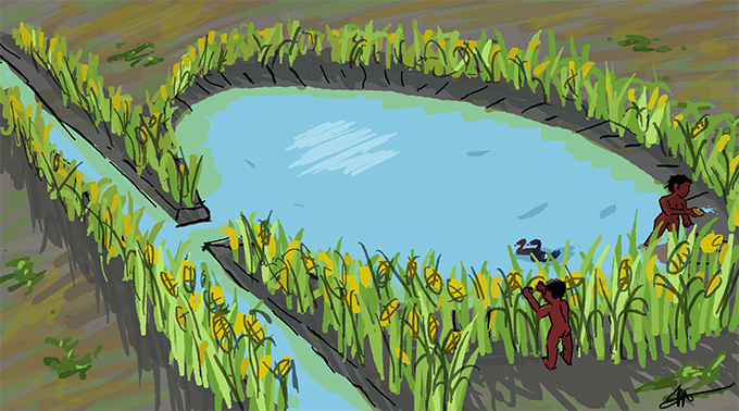 Voici comment les anciens Amazoniens sont devenus maîtres maïs Une illustration d'un étang bleu circulaire connecté à un canal étroit via une petite ouverture. Les plantes de maïs vert sonnent l'étang et tapissent les bords du canal.