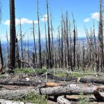 Au-delà de la brûlure: récolter du bois mort pour réduire les incendies de forêt et stocker le carbone