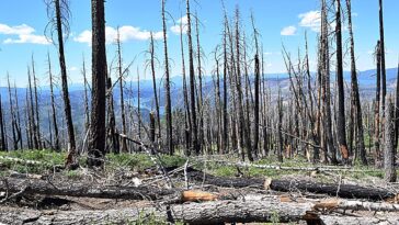 Au-delà de la brûlure: récolter du bois mort pour réduire les incendies de forêt et stocker le carbone