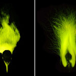 Comment les biologistes du poisson ont découvert que les oiseaux de paradis ont des plumes fluorescentes Un spécimen du musée d'oiseau de paradis brille le jaune verdâtre dans l'obscurité.