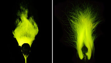 Un spécimen du musée d'oiseau de paradis brille le jaune verdâtre dans l'obscurité.