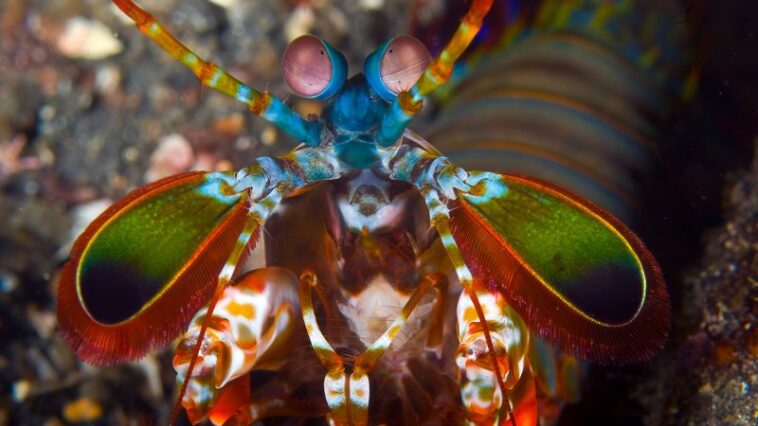 Comment les crevettes mantes délivrent des coups punissants sans se blesser