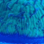 Comment se passe un corail de champignons sans jambes