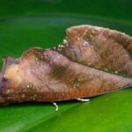 Comment un papillon utilise une illusion d'optique pour se déguiser en feuille