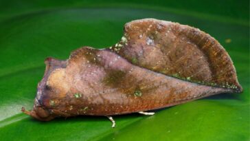 Comment un papillon utilise une illusion d'optique pour se déguiser en feuille
