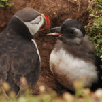 Une photo d'un osseuse et d'un bouffant. Le bouffant n'a pas le bec rouge orange brillant et a toujours des plumes grain-gris du cou autour de son cou.