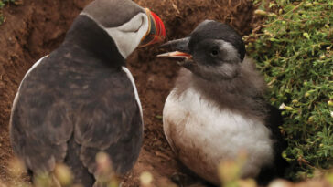 Une photo d'un osseuse et d'un bouffant. Le bouffant n'a pas le bec rouge orange brillant et a toujours des plumes grain-gris du cou autour de son cou.