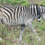 Un zèbre portant un collier avec une caméra vidéo attachée à l'avant