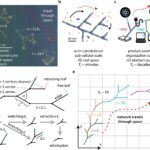 Des moules de slime aux sociétés, les réseaux itinérants tracent un nouveau chemin