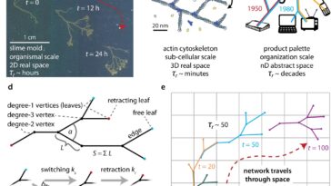 Des moules de slime aux sociétés, les réseaux itinérants tracent un nouveau chemin