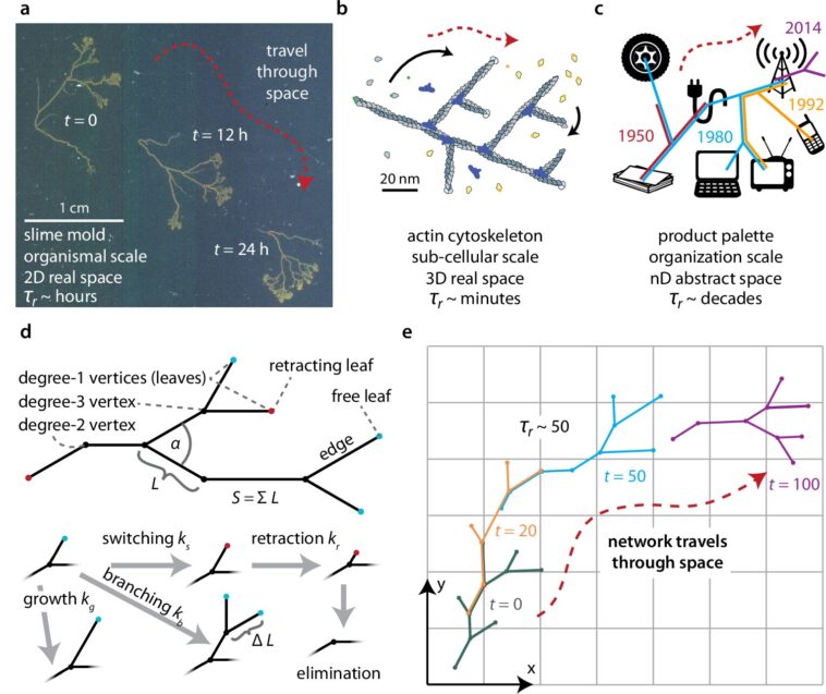 Des moules de slime aux sociétés, les réseaux itinérants tracent un nouveau chemin