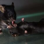 Des souris vues offrir des «premiers soins» à des compagnons inconscients