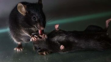 Des souris vues offrir des «premiers soins» à des compagnons inconscients