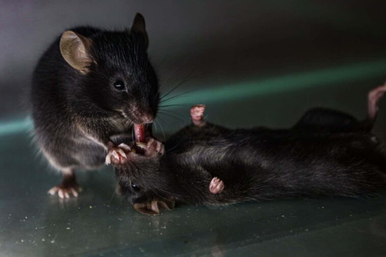 Des souris vues offrir des «premiers soins» à des compagnons inconscients