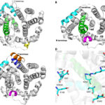 Du corail au laboratoire: compréhension de la biflorane synthase pour la production de composés bioactifs Du corail au laboratoire: compréhension de la biflorane synthase pour la production de composés bioactifs