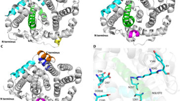 Du corail au laboratoire: compréhension de la biflorane synthase pour la production de composés bioactifs