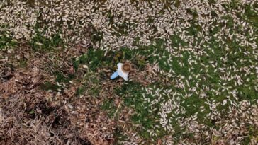 L'ONU Nature parle dans Last Sprint pour casser l'impasse du fonds