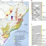 La coupe illégale a conduit à la déforestation dans certaines parties des forêts tropicales côtières du Brésil La coupe illégale a conduit à la déforestation dans certaines parties des forêts tropicales côtières du Brésil