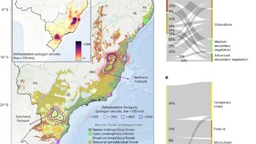 La coupe illégale a conduit à la déforestation dans certaines parties des forêts tropicales côtières du Brésil