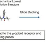 La mécanique quantique et la dynamique moléculaire révèlent des complexités de liaison aux opioïdes La mécanique quantique et la dynamique moléculaire révèlent des complexités de liaison aux opioïdes